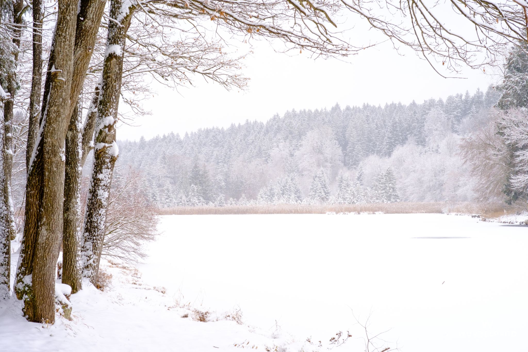 Thanninger Dorfweiher, Bayern, Deutschland, 2021